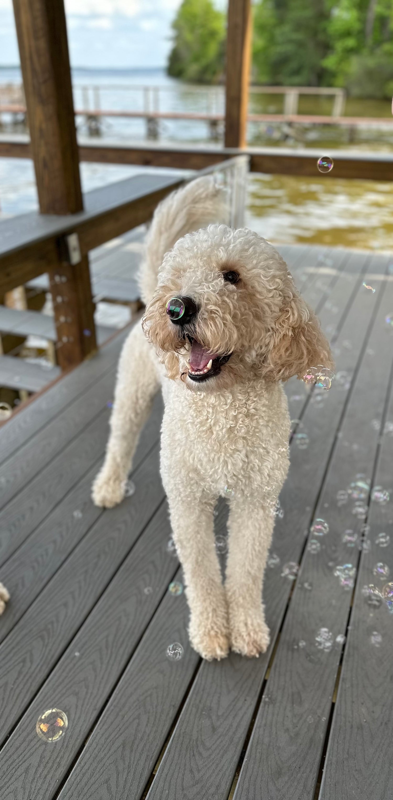 Pax+Port Collection (Goldendoodle) 🐶